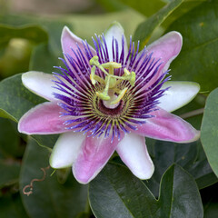 Purple Passion Flower blooming on the vine in the garden, organic food production, exotic fruit. ...