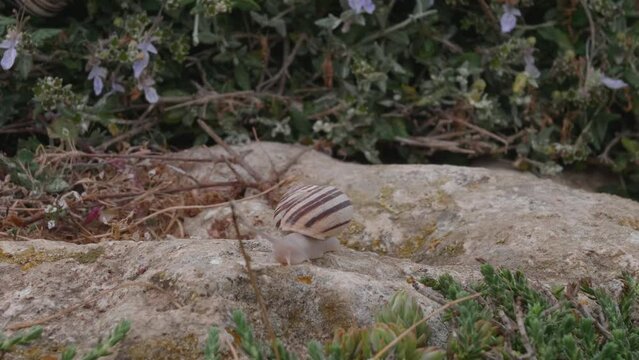 A close up of a snail with a swirls on its shell, moving slowly across a rock. Dingli Cliffs, Malta