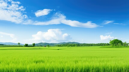 Obraz premium agriculture nature rice white