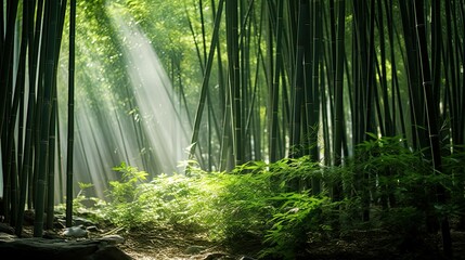 tall bamboo trees