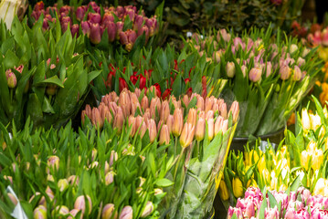 Colorful arrangements of tulips at the Amsterdam Flower Market ("Bloemenmarkt") in Spring