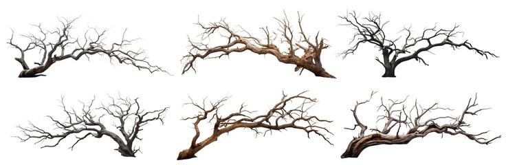 Majestic isolated leafless tree with gnarled branches and twisted trunk, cut out
