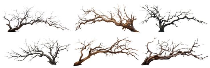 Majestic isolated leafless tree with gnarled branches and twisted trunk, cut out