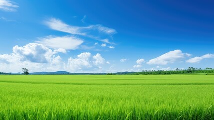 Obraz premium greenery nature rice white