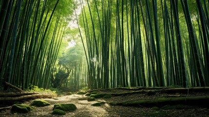 serene bamboo trees