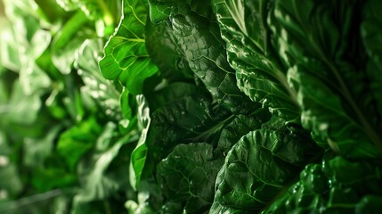 Fototapeta premium Vertical farm, close-up on leafy greens, indoor LED lighting, lush green, detailed texture 