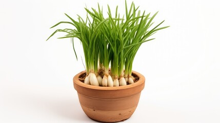 soil isolated green onion