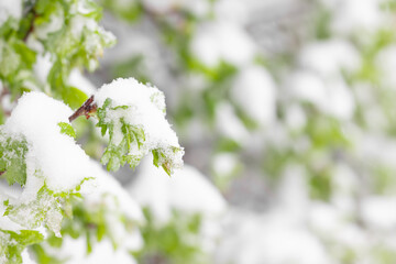Close-up View of Fresh Green Leaves Covered in Snow Against Blurred Background. Spring Snowfall