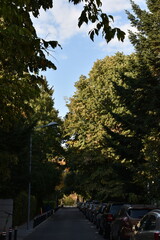 Neighborhood Street surrounded by  Trees