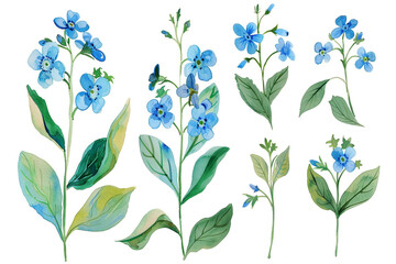Watercolor forget-me-not clipart with small blue flowers and green leaves  