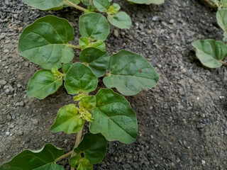 Boerhavia diffusa ( punarnava ) ayurvedic plant.