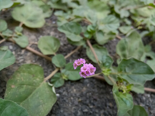 Boerhavia diffusa ( punarnava ) ayurvedic plant.
