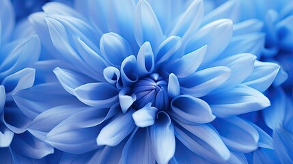 Obraz premium single blue chrysanthemum
