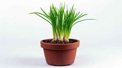 pot isolated green onion