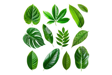 Set of fresh tropical leaves isolated on transparent background