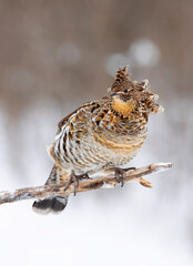 Ruffed grouse perched on a branch in the winter snow in Ottawa, Canada