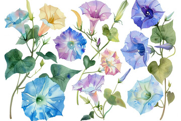 Watercolor morning glory clipart with trumpet-shaped flowers in various colors 