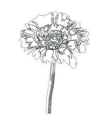 hand drawn flower, line drawing art. - Vector illustration stock illustration