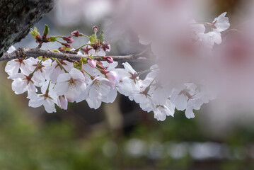 美しい淡いピンクの桜　ズームアップ　花背景　滋賀県草津市蓮海寺