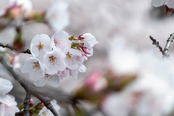 美しい淡いピンクの桜　ズームアップ　花背景　滋賀県草津市蓮海寺