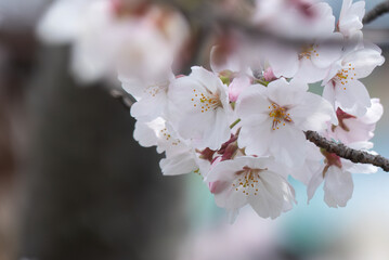 美しい淡いピンクの桜　ズームアップ　花背景　滋賀県草津市蓮海寺