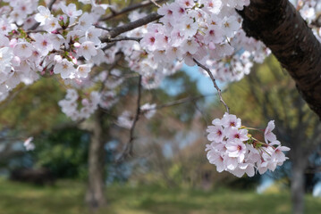 美しい淡いピンクの桜　ズームアップ　花背景　滋賀県草津市蓮海寺