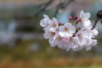 美しい淡いピンクの桜　ズームアップ　花背景　滋賀県草津市蓮海寺