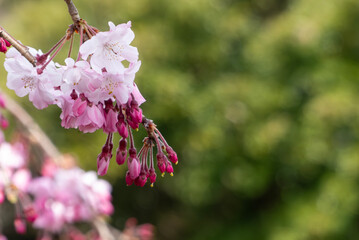 美しい淡いピンクの桜　ズームアップ　花背景　滋賀県草津市蓮海寺