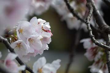 美しい淡いピンクの桜　ズームアップ　花背景　滋賀県草津市蓮海寺