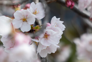 美しい淡いピンクの桜　ズームアップ　花背景　滋賀県草津市蓮海寺