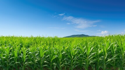 Fototapeta premium crop maize corn background