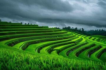 The green, rippling surface of a rice paddy field, with each terrace reflecting the overcast sky above, creating a mesmerizing pattern of agriculture and 