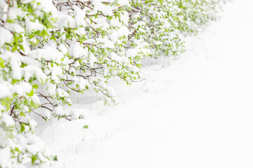 Fresh Green Leaves Covered in Snow and Snow Covered Ground. Spring Snowfall