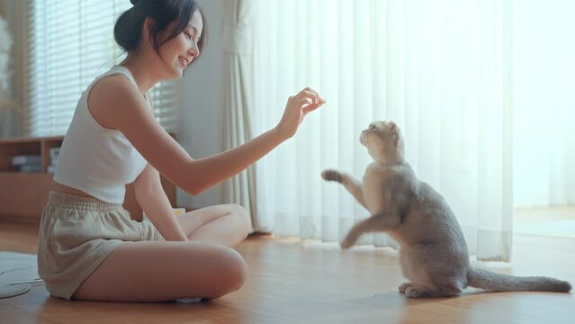 Happy young asian woman trainer owner training Scottish fold cat to do trick by standing on back hind legs at home room, eating treat for reward