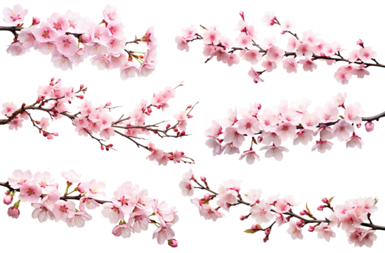 Blossoming cherry branch, cut out