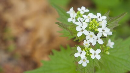 Mustard Garlic (Alliaria petiolata) flowers 