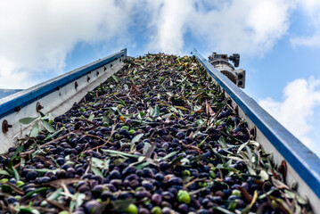 Olives on the conveyor belt to the crusher for the cold pressing oil production in Tuscany