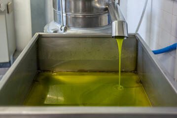 Fresh extra virgin olive oil flowing from the cold pressing in a mill in Tuscany