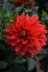 Red Flower Big Close Up