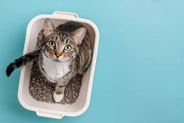 Top view of cat in white litter box on blue studio background