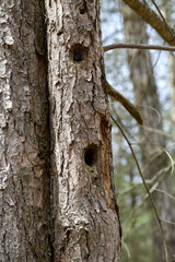 Tree trunks with holes in the bark. 