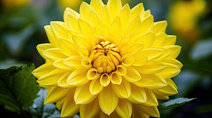 Obraz premium deep single lemon yellow