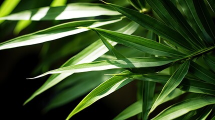 green leave bamboo In the second photograph