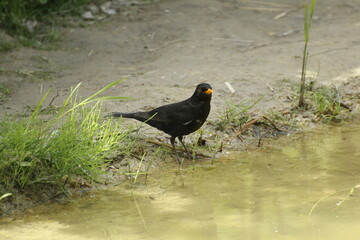 Amsel am Wasser