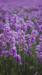 Obraz premium Delicate purple wildflowers in a clearing field