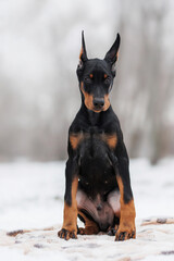 doberman puppy dog in winter