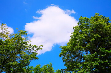 青空に浮かぶ白い雲と新緑