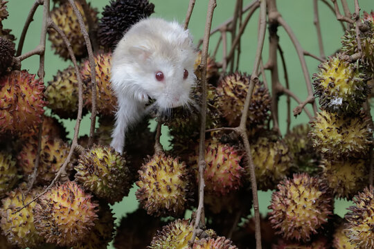 A Campbell dwarf hamster was hunting for small insects on the branches of a rambutan tree full of fruit. This rodent has the scientific name Phodopus campbelli.