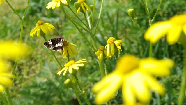 Closeup tiny field bindweed moth on a yellow eastern groundsel blooming plant. Senecio vernalis with a Tyta luctuosa owlet butterfly on flowers top
