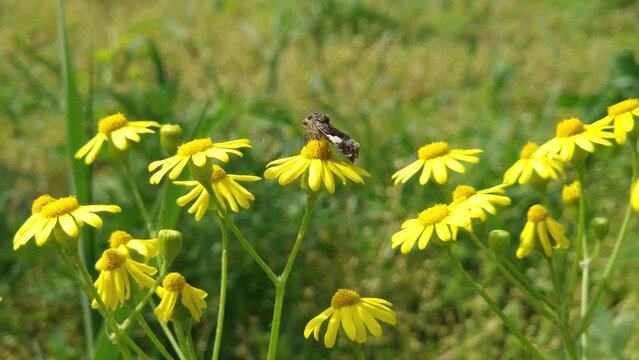 Closeup tiny field bindweed moth on a yellow eastern groundsel blooming plant. Senecio vernalis with a Tyta luctuosa owlet butterfly on flowers top